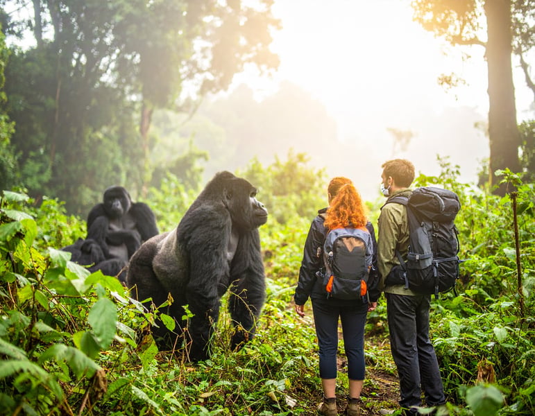 Rwanda vs Uganda Gorilla Trekking: Which Is Better? – Five Volcanoes ...