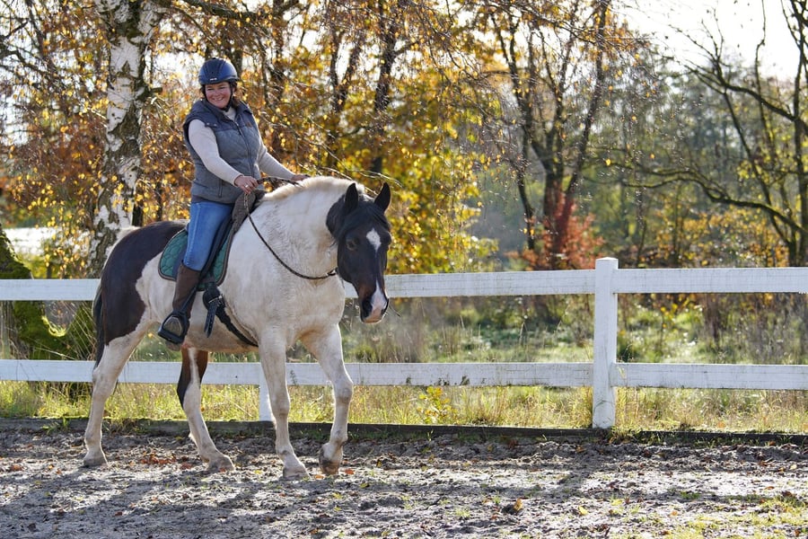 Gewaltfreie Kommunikation mit Pferden