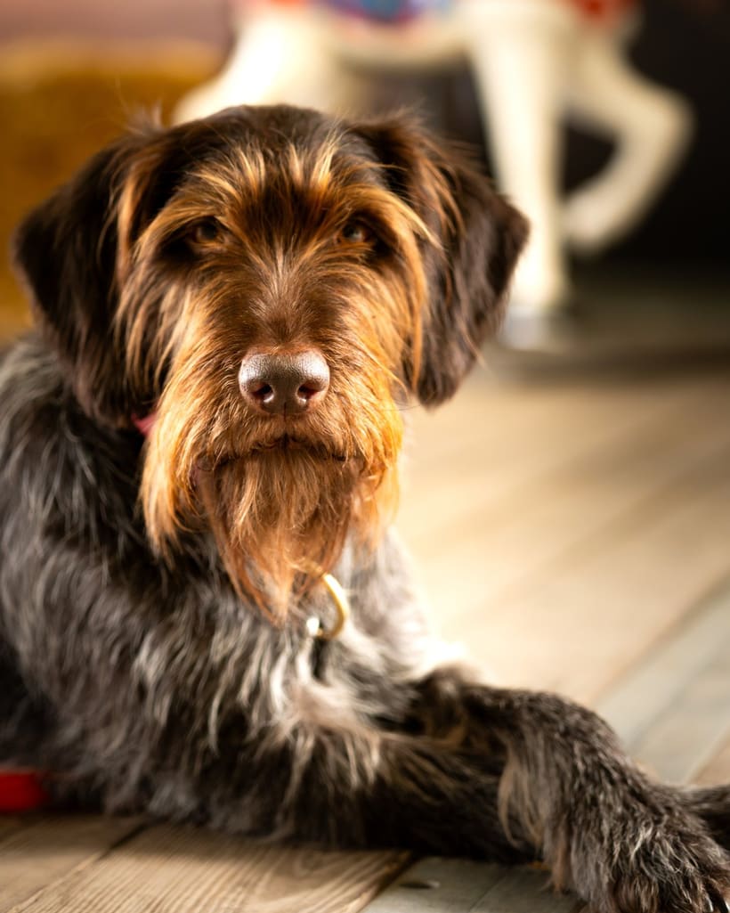 Hund entspannt im Zuschauerbereich des Turniers