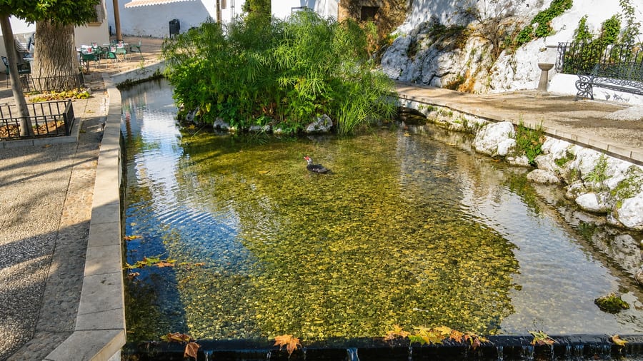 Manantial natural cerca de Zagrilla Alta con vegetación exuberante y agua clara