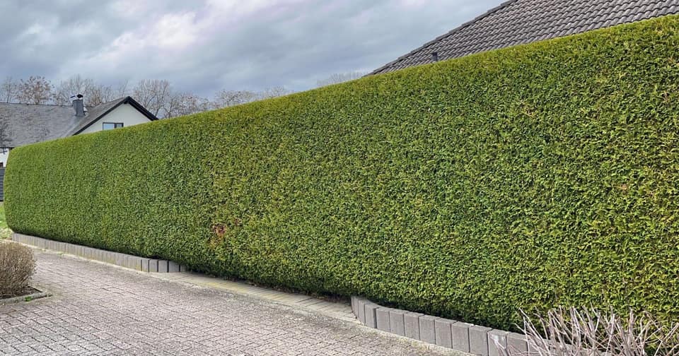 Frisch geschnittene Thujahecke, Gartenpflege Kasemir