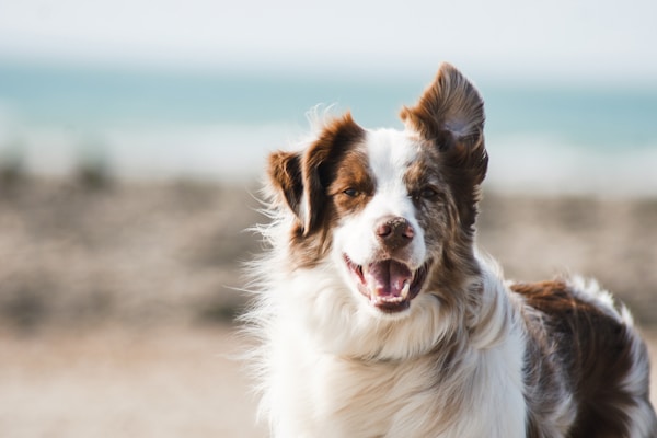 Tierfotografie Hund