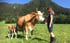 Girl feeds brown cow with calf in green meadow in front of wooded mountain.
