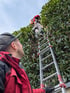 Gärtner schneidet hohe Lorbeerhecke auf einer Leiter, während ein Kollege die Leiter am Boden sichert.