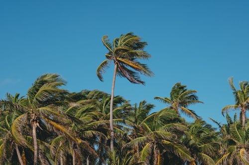 Palm trees bending under Santa Ana winds against a clear blue sky, the dry wind conditions Corona, California drivers see each fall