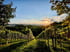 Weinberg in der Südsteiermark bei Sonnenuntergang mit grünen Reihen und bergiger Landschaft im Hintergrund.