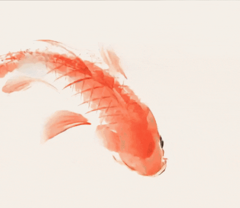 Zwei Koi