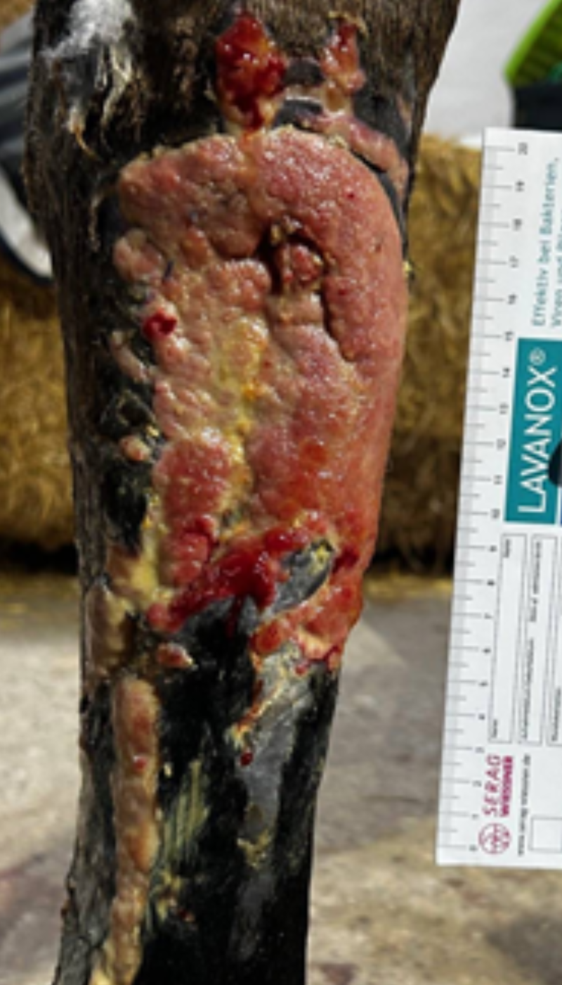 Fallbeispiel hypergranulierende eitrige Wunde Situation vor AMAMUS Vet coldPlasma Behandlung
