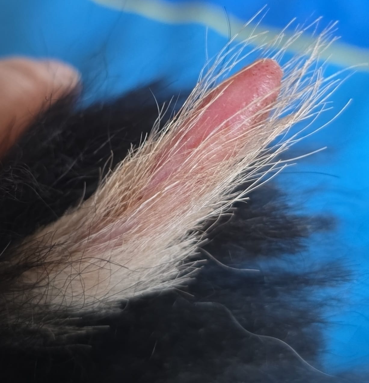 Fallbeispiel Entzuendung an Rute Schwanz Situation nach 3. AMAMUS Vet coldPlasma Behandlung