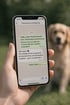 Eine Hand hält ein Smartphone mit Chatnachrichten über Tierkrankenversicherung, ein Golden Retriever ist unscharf im Hintergrund.