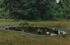 Ein ovaler Gartenteich mit Steinen, Pflanzen und dunklem Wasser in einer grünen Rasenfläche vor Bäumen.