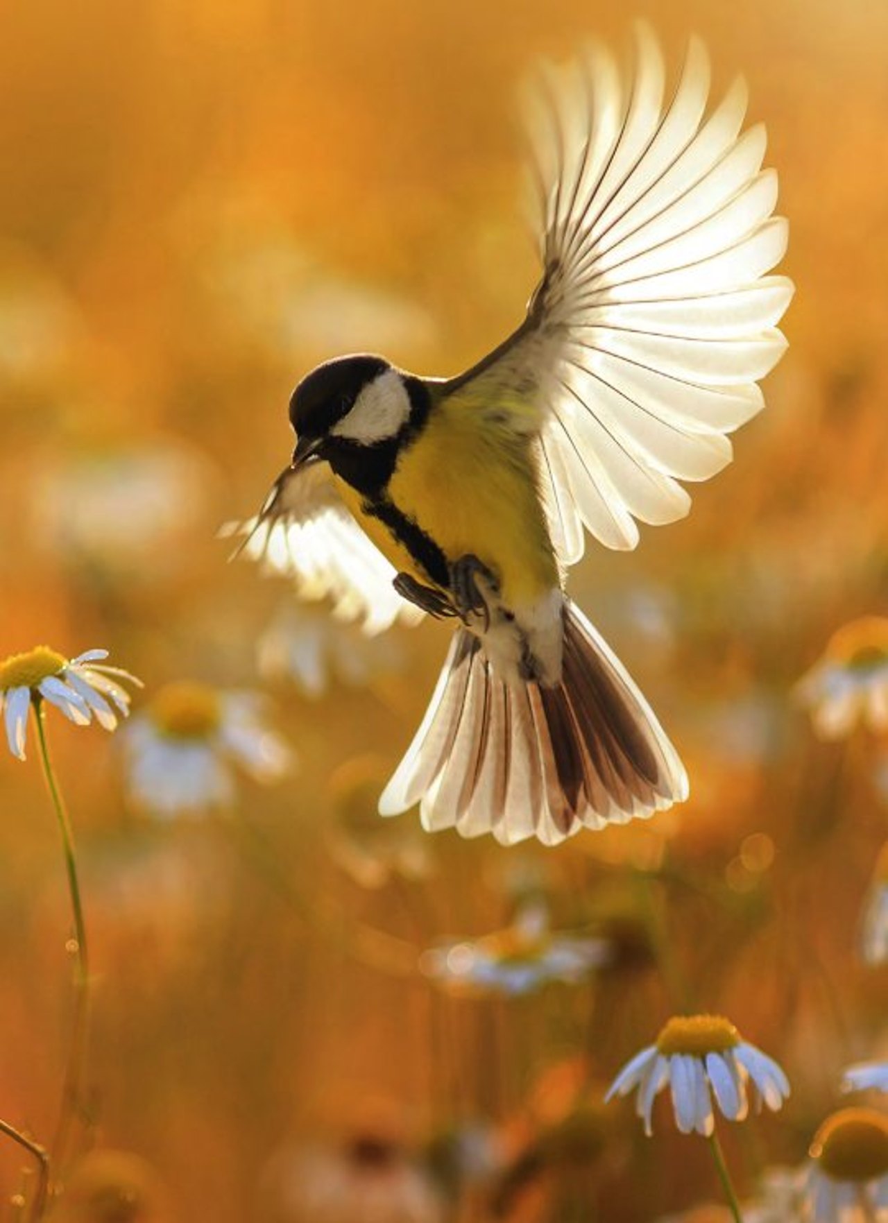 Vogelkunde und Artenvielfalt: alles hängt miteinander zusammen.