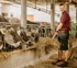 Ein lächelnder Landwirt verteilt im Stall mit einer Heugabel Futter an eine Reihe von Kühen.