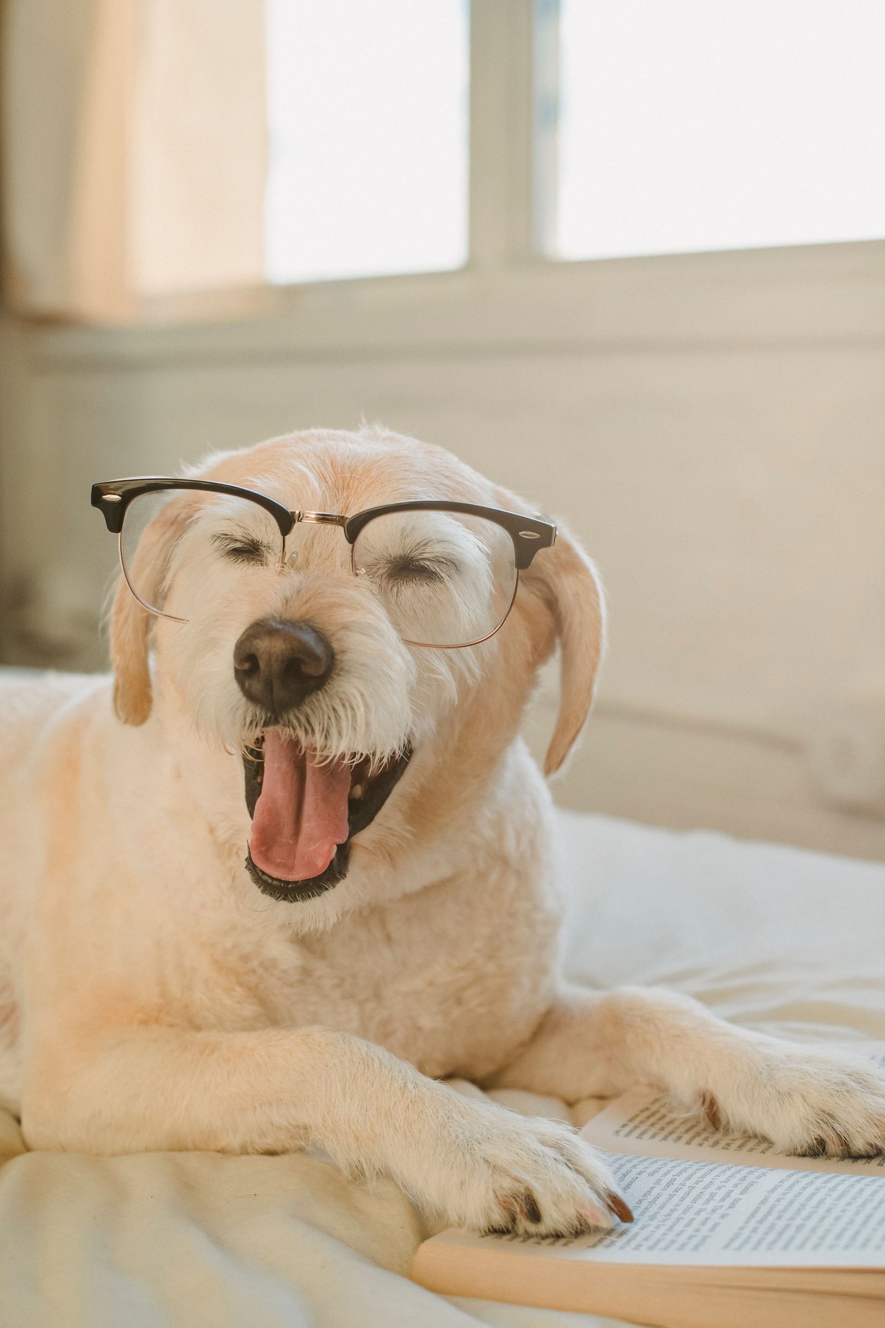 Golden Retriever mit Brille liest ein Buch – WORTKERN Newsletter für Marketing in der Hundebranche