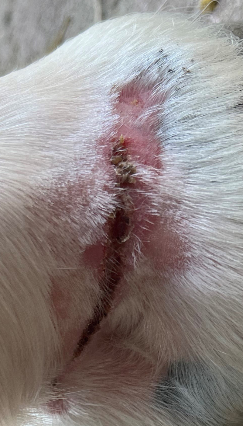 Fallbeispiel Wunde Wesselbeuge Pferd Ausgangssituation vor AMAMUS Vet coldPlasma Behandlung