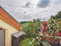 Balkon mit blühenden weißen und rosa Dipladenia in Tontöpfen vor einem bewölkten Himmel und Bäumen.