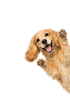 Orangefarbene Katze mit erhobenen Pfoten und offenem Maul vor grünem Hintergrund.