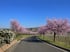Mandelblüten Weg Neustadt an der Weinstraße Gimmeldingen
