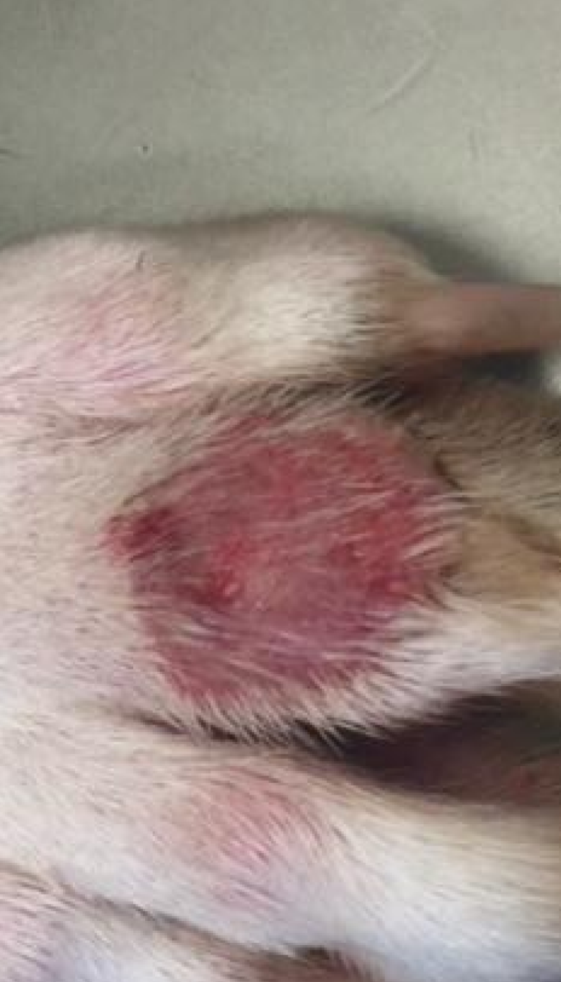 Fallbeispiel Entzuendung an PFote Ausgangssituation vor AMAMUS Vet coldPlasma Behandlung