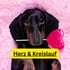 Schwarzer Dackel mit Herz-Lutscher im Maul auf rosa Decke; Text: Herz & Kreislauf