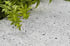 Grüne Pflanzenblätter auf einer strukturierten grauen Betonfläche mit dunklen Flecken.