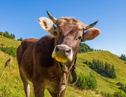Landwirtschaft & Käsereien