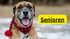 Ein lächelnder Mann macht ein Herzsymbol mit seinen Händen neben zwei Hunden; Text: "PRODUKTWELT".