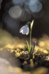 Imbolc