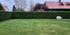 Rasenfläche mit rundum geschnittener Hecke nach dem Rückschnitt