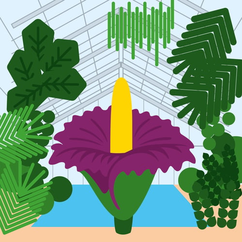 Illustration der blühenden Titanenwurz im Gewächshaus des Botanischen Gartens