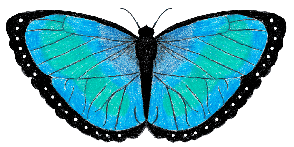 Blauer Schmetterling mit schwarzen Flügelrändern und weißen Punkten.