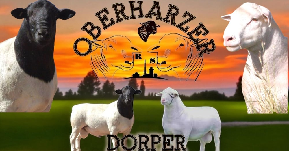 Weißes Logo auf grünem Hintergrund mit "OBERHARZER DORPER" und zwei Schafköpfen, die sich gegenüberstehen.