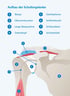 Aufbau der Schultergelenke