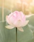 Sanfte Lotusblüte als Symbol für innere Klarheit, Ruhe und energetische Klärung