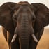 Elefant