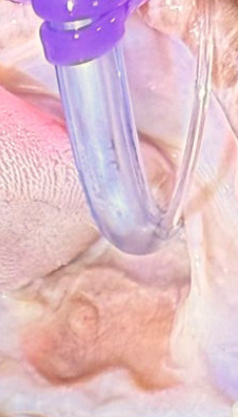 Fallbeispiel eosinophiles Granulom Abschlussituation nach AMAMUS Vet coldPlasma Behandlung