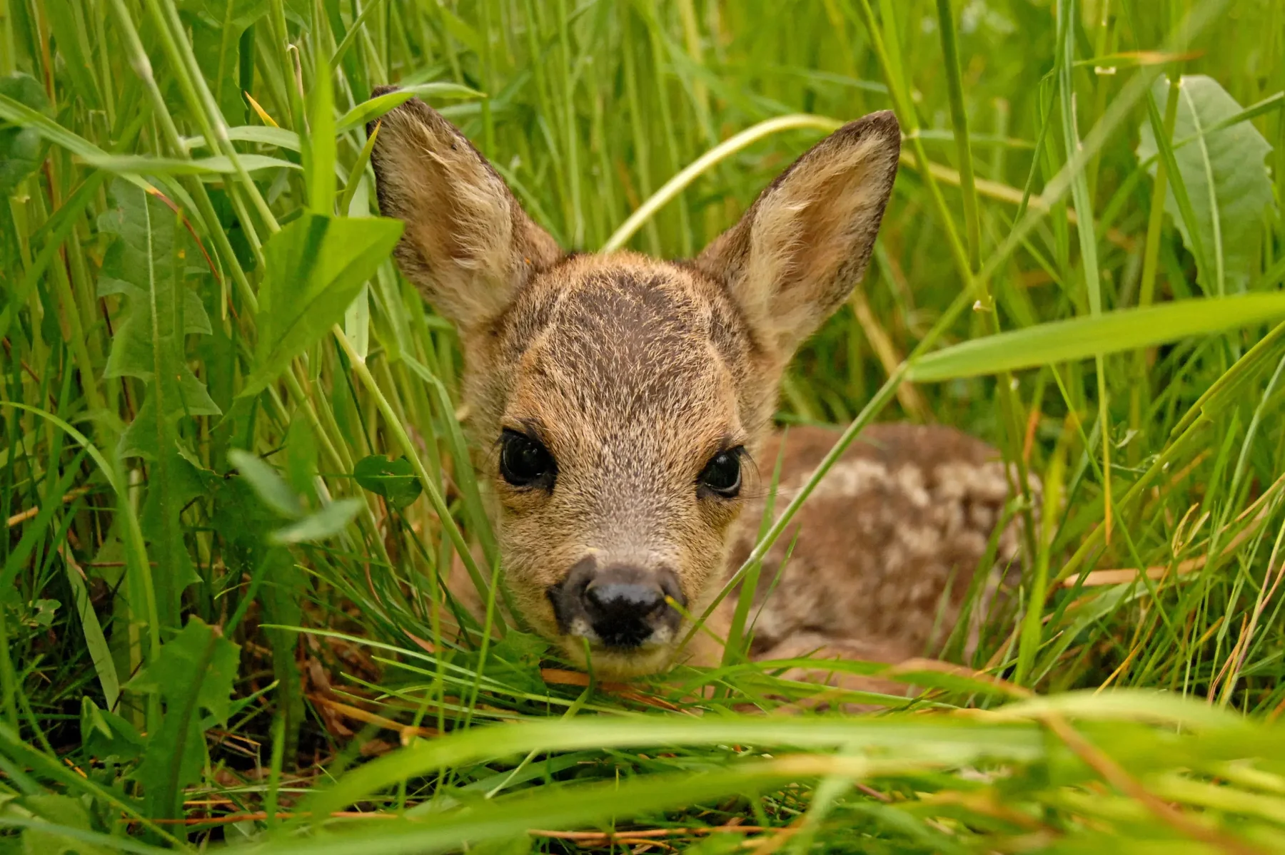 Rehkitzrettung mit Drohne in Aktion