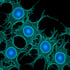 Fluorescence micrograph of cultured cells