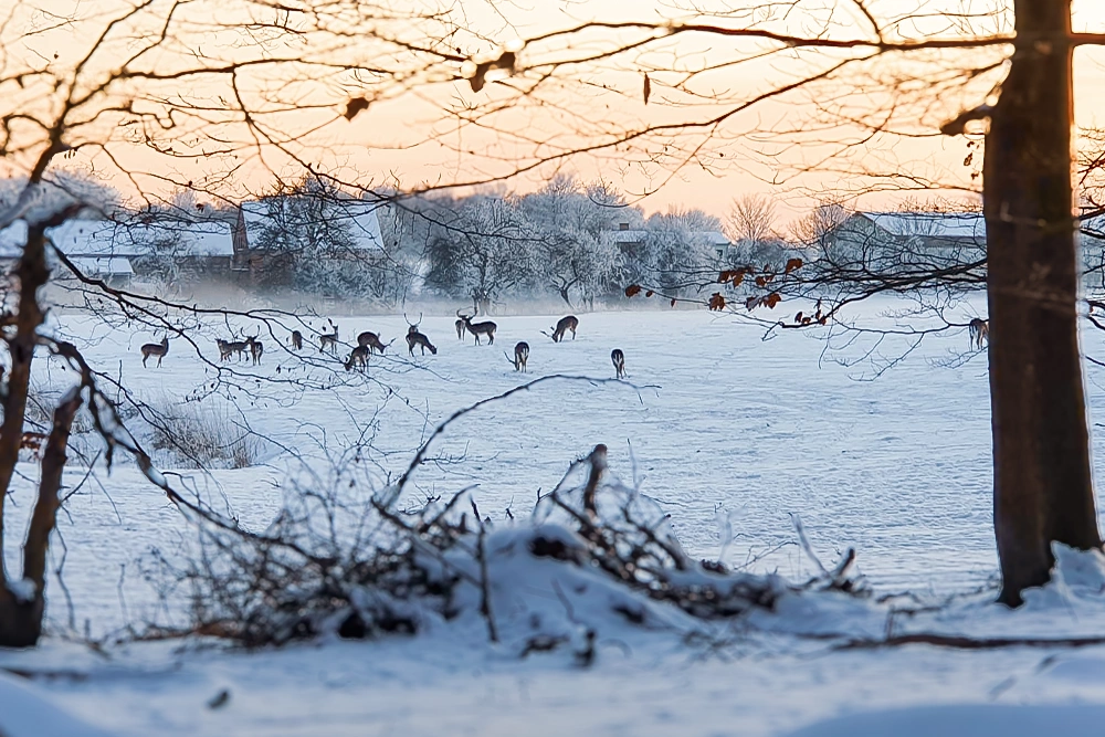 Damwild auf verschneiter Fläche des Wolfshagener Parks