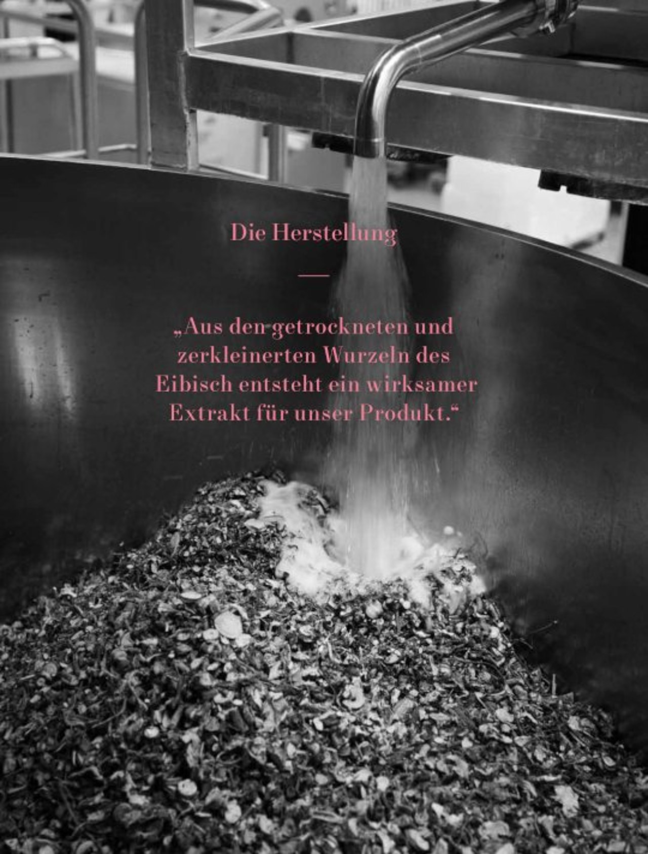 Die Herstellung: Auszug aus getrockneter Eibischwurzel.