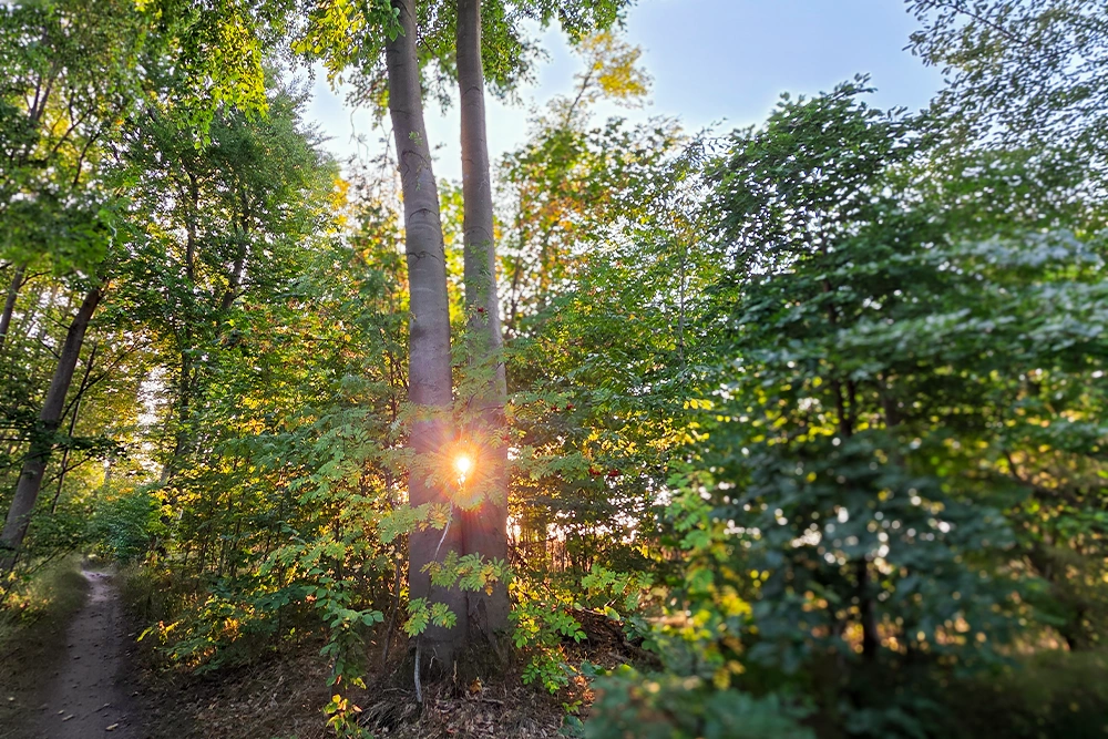 Zweisamkeit im Walde