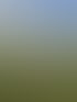Eine weiße Pusteblume mit brauner Mitte steht im Vordergrund eines grünen Feldes unter blauem Himmel.