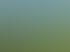 Ein weites Feld mit Sonnenblumen unter blauem Himmel, die meisten von hinten, eine einzelne von vorne.