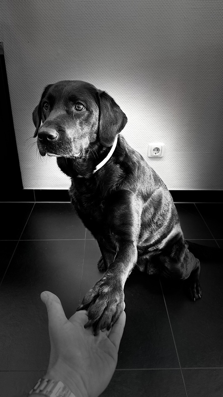 Salonhund Paula