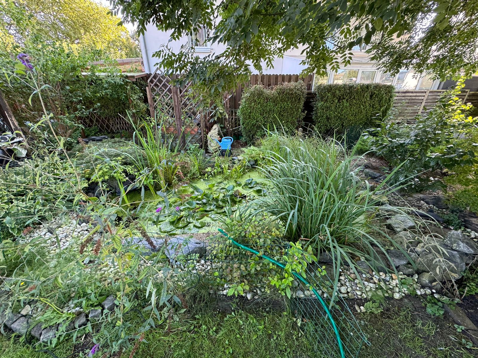 Naturnaher Gartenteich nach der Gartenpflege in Oelde