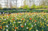 Blühendes Tulpenfeld mit gelben, weißen und orangefarbenen Blumen vor einer Parklandschaft mit grünen Bäumen.
