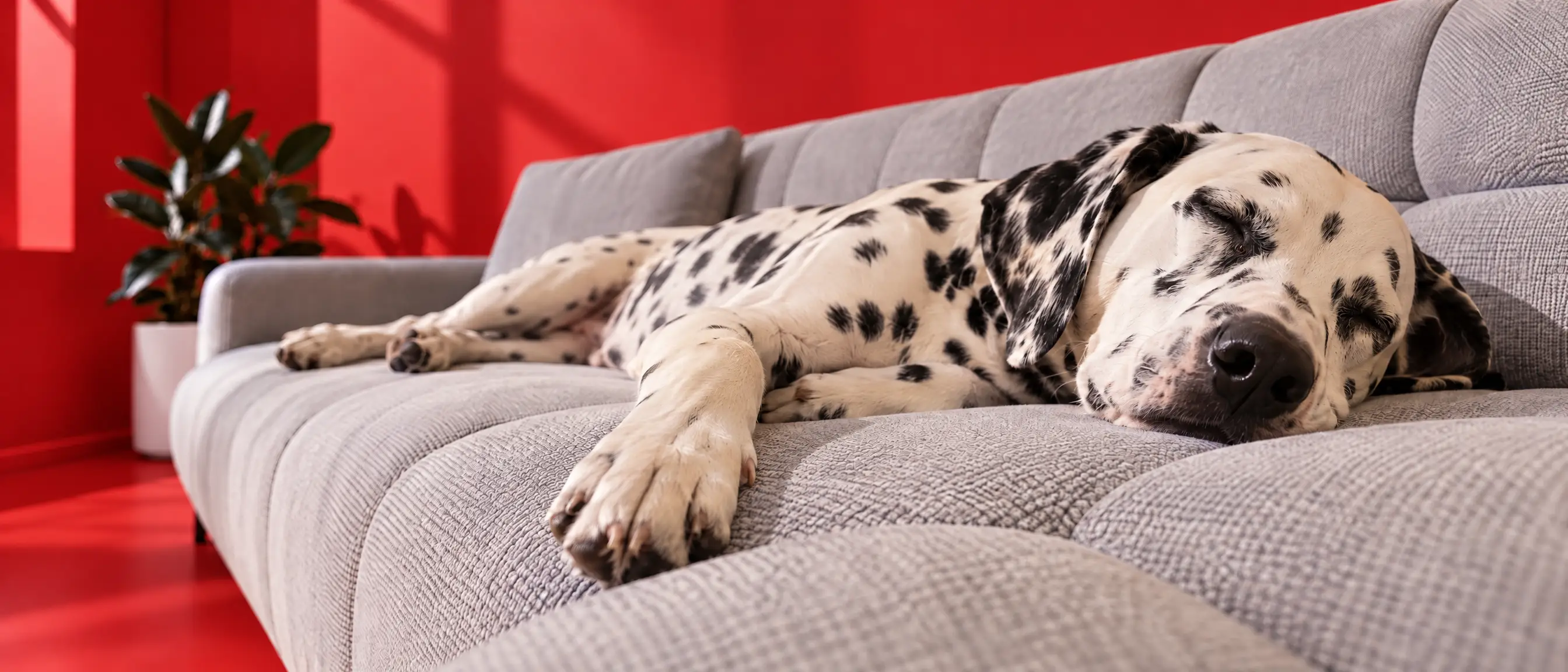 Dalmatiner schläft auf einem hellgrauen Polstersofa