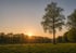 Sunset over a grassy field with a leafless tree in the foreground and a line of bare trees in the background.