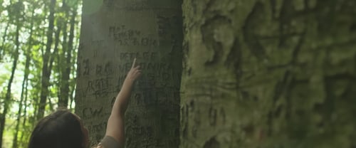 Eine Hand zeigt auf eingeritzte Namen in einer der Sechs-Brüder-Buchen