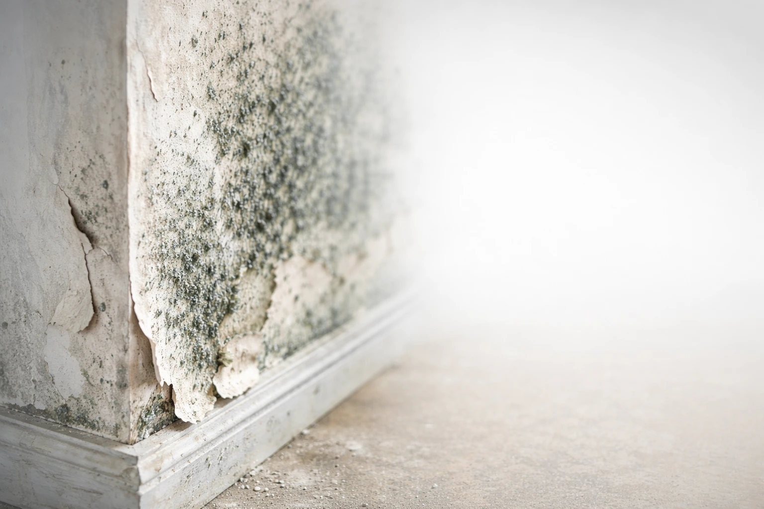 Stadium 3 Schwerer Schimmelschaden